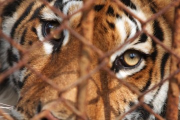 Tiger behind cage