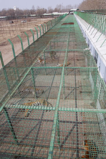 Tigers in battery cages